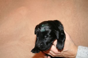 2017-01-17 J-Wurf 17.1.2017 Einzelaufnahmen 005