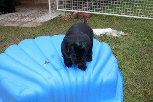 2017-02-06 Woche 6 011 