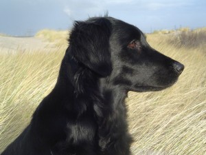 Anjuli Kopf am Strand   
